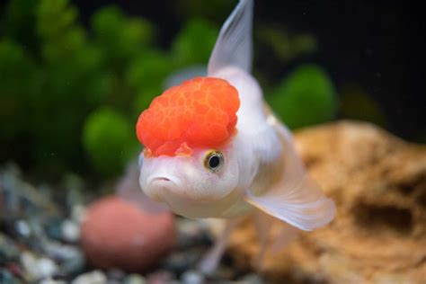 redcap oranda fancy goldfish profile  care guide
