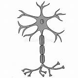 Neurone Schizzo Croquis Neuron Couleurs Nerve Stella sketch template