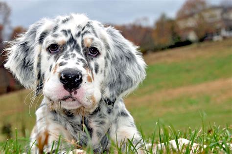 english setter dog breed information  characteristics daily paws