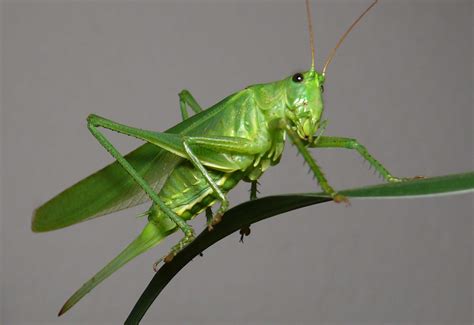 grasshopper friend  hd