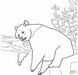 Sketsa Hewan Pandas Stampare Animale Mewarnai Gambarcoloring Terbaru Geant Sleepy Facili Getdrawings Fofo Coloringhome Freecoloring sketch template