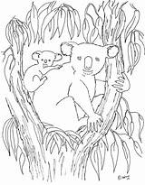 Koala Coloring Pages Color Baby Printable Print Kids Tree Animal Colouring Eucalyptus Coloringpagesbymradron Birthday Sheets Australian Animals Mommy Templates sketch template