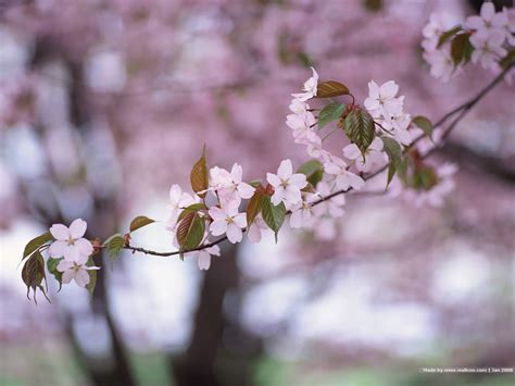 japanese cherry blossoms wallpaper beautiful flowers wallpaper