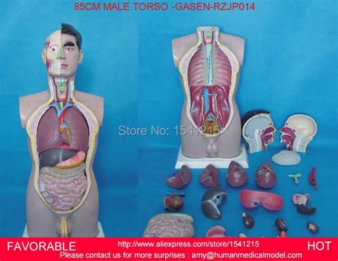 Human Torso Model Male Torso With Internal Organs 19 Parts Anatomical