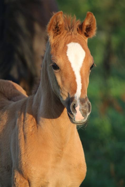 aaleyah black arabians arabian horse foal