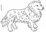 Collie Coloring Pages Dog Designlooter Choose Board 91kb 427px Kids sketch template