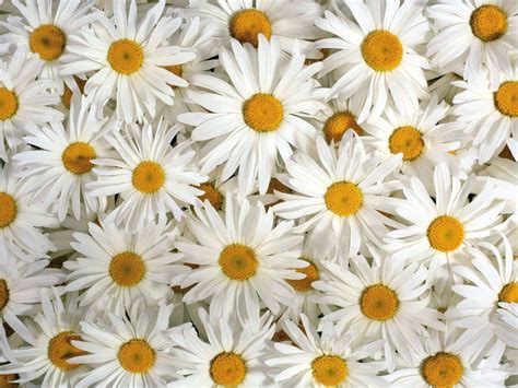 daisy flower wallpapers  psd vector eps