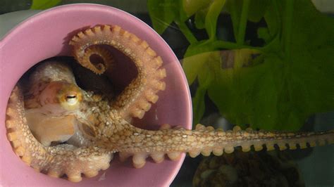 Octopus Genome Surprises And Teases Science Aaas