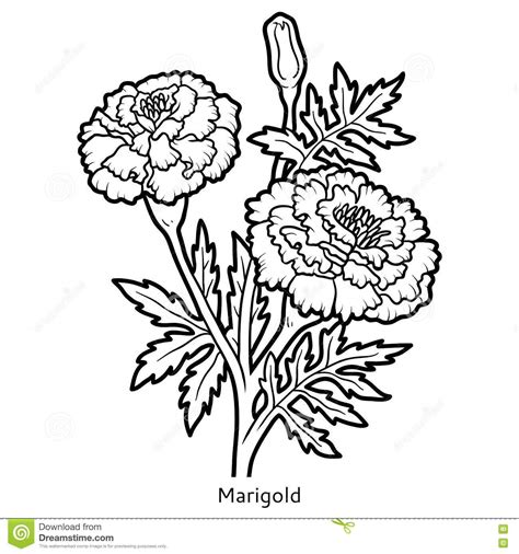 marigold flower drawing easy sketch coloring page