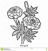 Marigold Flower Coloring Illustration Book Sketch Vector Drawing Flowers Stock Line Drawings Botanical Tattoo Marigolds Color Pages Template Getcolorings Sketches sketch template