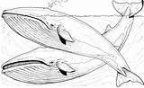 Whale Coloring Pages Whales Blue Sheet Animals Humpback Pair Krill sketch template