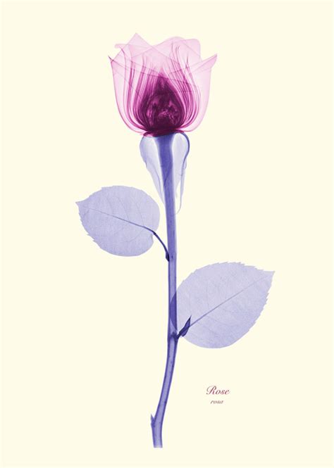 Floral X Rays By Brendan Fitzpatrick Colossal