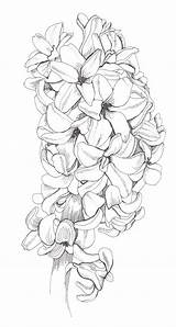 Flower Hyacinth Coloring Pages Flowers Drawing Flores Drawings Line Printable 塗り絵 Para Book Adults Botanical Colouring Colorir Sketches Adult Sheets sketch template