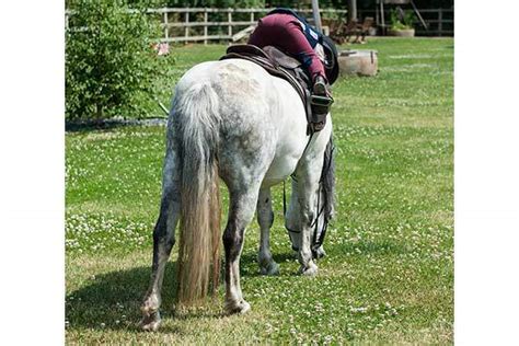 grass reins  ponies  size hereford equestrian