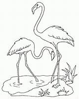 Flamant Flamingo Flamand Camargue Flamants Dessins Harmonieux Coloriages sketch template