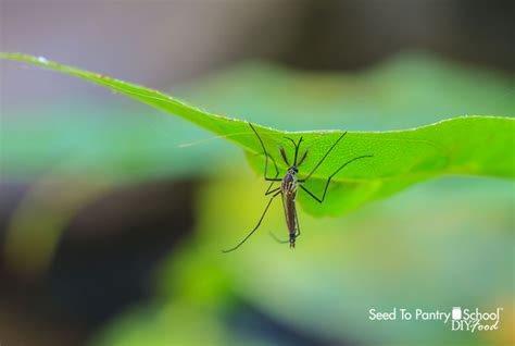 natural ways  repel bugs seed  pantry school