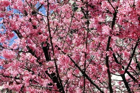 Produce fiori enormi e coloratissimi dalle forme più disparate, in commercio sono ormai presenti tutte le tonalità di rosa e rosso con le . Milano, l'anticipo di primavera con gli alberi in fiore - 1 di 1