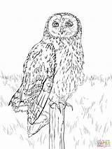 Owl Coloring Pages Eared Short Nocturnal Animals Eagle Printable Drawing Realistic Barn Color Clipart Snowy Town Print Drawings Book Halloween sketch template