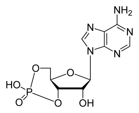 cyclic adenosine monophosphate wikidoc