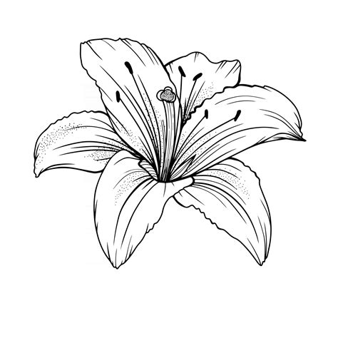 share    flower sketch lily seveneduvn