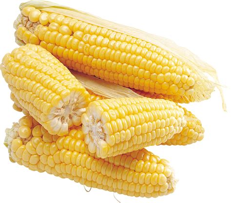 corn png images  yellow corn png