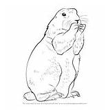 Draw Prairie Dog Drawing Rodents Tutorials Step Drawingtutorials101 Squirrel Red sketch template