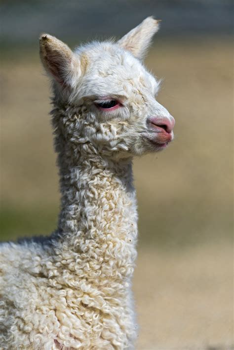 adorable baby llama  cute baby llama   star flickr