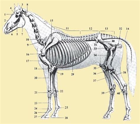 anatomie van het paard het skelet paarden anatomie skelet