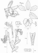 Dodson Andean Subgroup Epidendrum sketch template