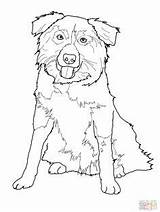 Collie Coloring Pages Dog Getcolorings Rough sketch template