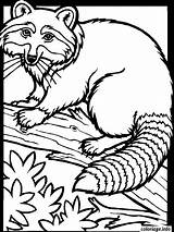 Raton Laveur Raccoon Racoon Colorier Imprimé sketch template
