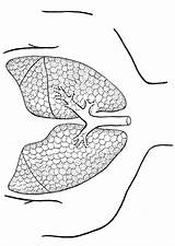 Malvorlage Lungen Polmoni Lunge Pulmones Lungs Longen sketch template