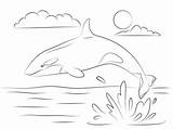 Coloring Orque Orca Orka Wasser Ausmalbild Springt Wale Killerwal Shamu Wal Ausmalen Kleurplaten Niedlicher Dibujos Malvorlagen Whales Supercoloring Kostenlos Colorare sketch template