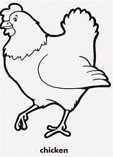 Chook Chicken Hen sketch template