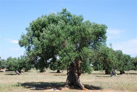 filecentenarian olive tree  jpg wikimedia commons