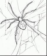 Widow Spider Drawing Coloring Getdrawings sketch template