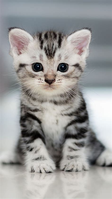 cute kitten wallpaper  mobcup