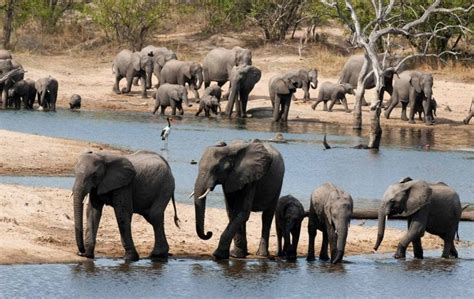 ulusaba camps lodges micato luxury africa safaris