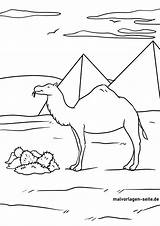 Kamele Malvorlagen Kamel Kostenlos Dromedar Wilde sketch template