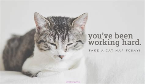 cat nap ecard email  personalized animals cards