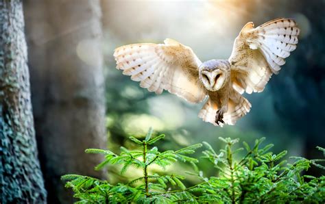 barn owls construct mental maps  flight earthcom