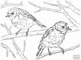 Robin Red Bird Drawing Getdrawings sketch template
