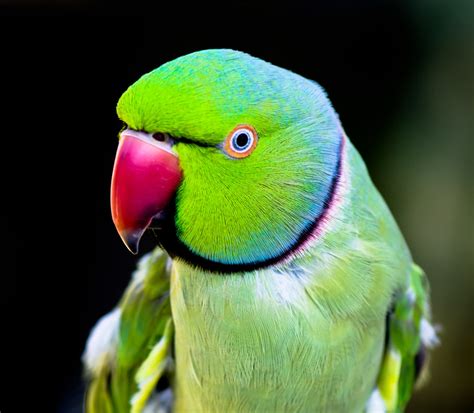 indian ringneck parakeet   call  dino flickr