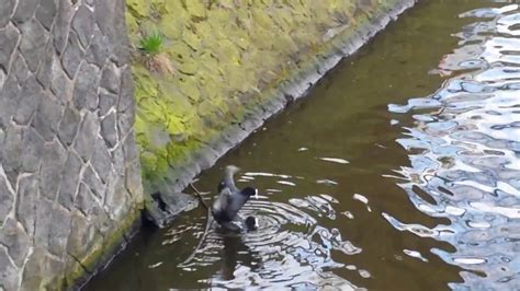 amsterdam pijp birds humping netherland youtube