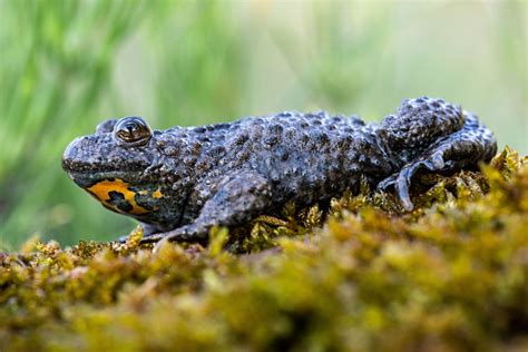 amphibien amphibians andreas zettl fotografie wwwandreaszettl