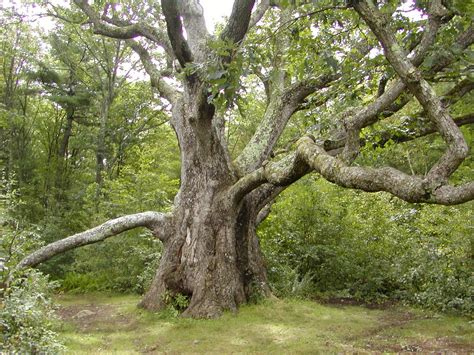 big oak    big oak tree    geocaching flickr