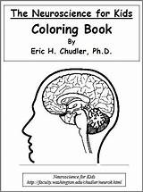 Coloring Science Brain Worksheets Printable Pages Kids Color Sheets Neuroscience Books Biology Lab Colouring Printables Book Homeschool Human Learning Now sketch template