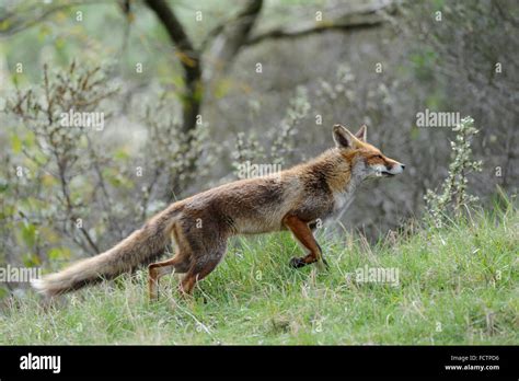 red fox rotfuchs vulpes vulpes female  summer fur long fox tail   hunt