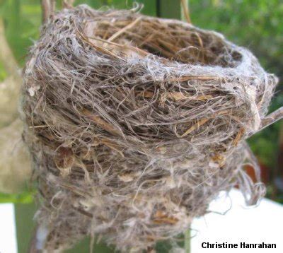 bird nests   fwg ofnc
