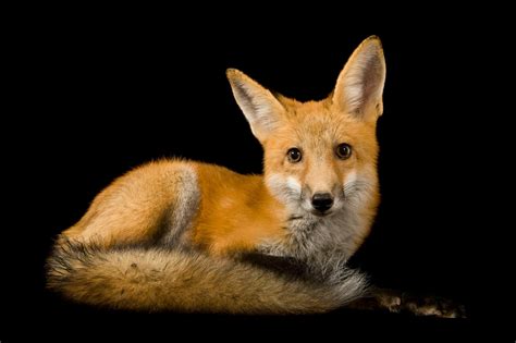 Sale Red Fox Breeding Cycle In Stock